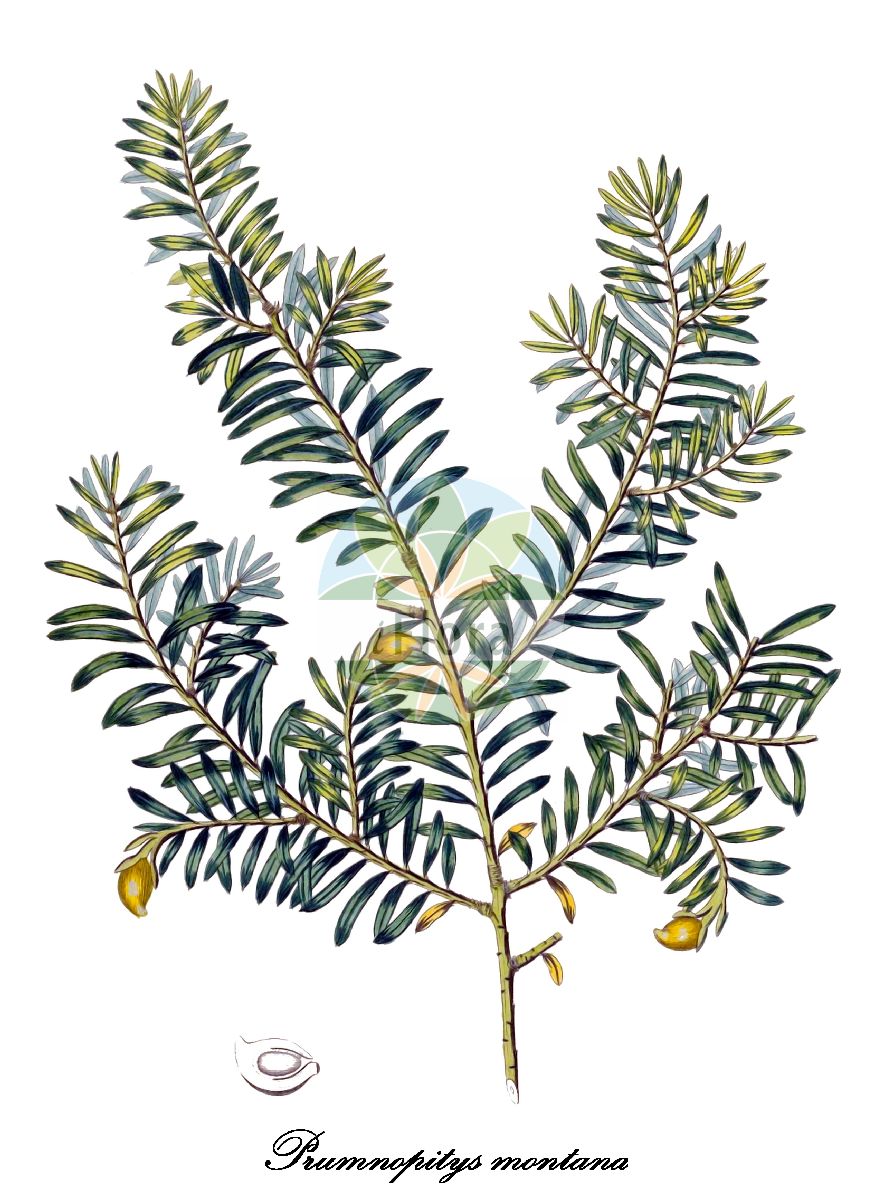 Prumnopitys montana - Podocarpaceae,Plantae,Pteridobiotina,Pinophyta,Pinopsida,Cupressidae,Araucariales,Podocarpaceae,Prumnopitys,Prumnopitys montana,Botryopitys densifolia, Botryopitys meridensis, Botryopitys montana, Dacrydium distichum, Nageia curvifolia, Nageia montana, Podocarpus antarcticus, Podocarpus curvifolius, Podocarpus humboldtii, Podocarpus montanus, Podocarpus montanus, Podocarpus montanus var. densifolius, Podocarpus montanus var. diversifolius, Podocarpus montanus var. meridensis, Podocarpus taxifolius, Podocarpus taxifolius var. communis, Podocarpus taxifolius var. densifolius, Prumnopitys montana var. densifolia, Prumnopitys montana var. diversifolia, Prumnopitys montana var. meridensis, Stachycarpus densifolia, Stachycarpus meridensis, Stachycarpus montana, Stachycarpus montanus, Stachycarpus taxifolius, Taxus montana, Torreya humboldtii, Torreya montana, Van-tieghemia densifolia, Van-tieghemia meridensis, Van-tieghemia montana