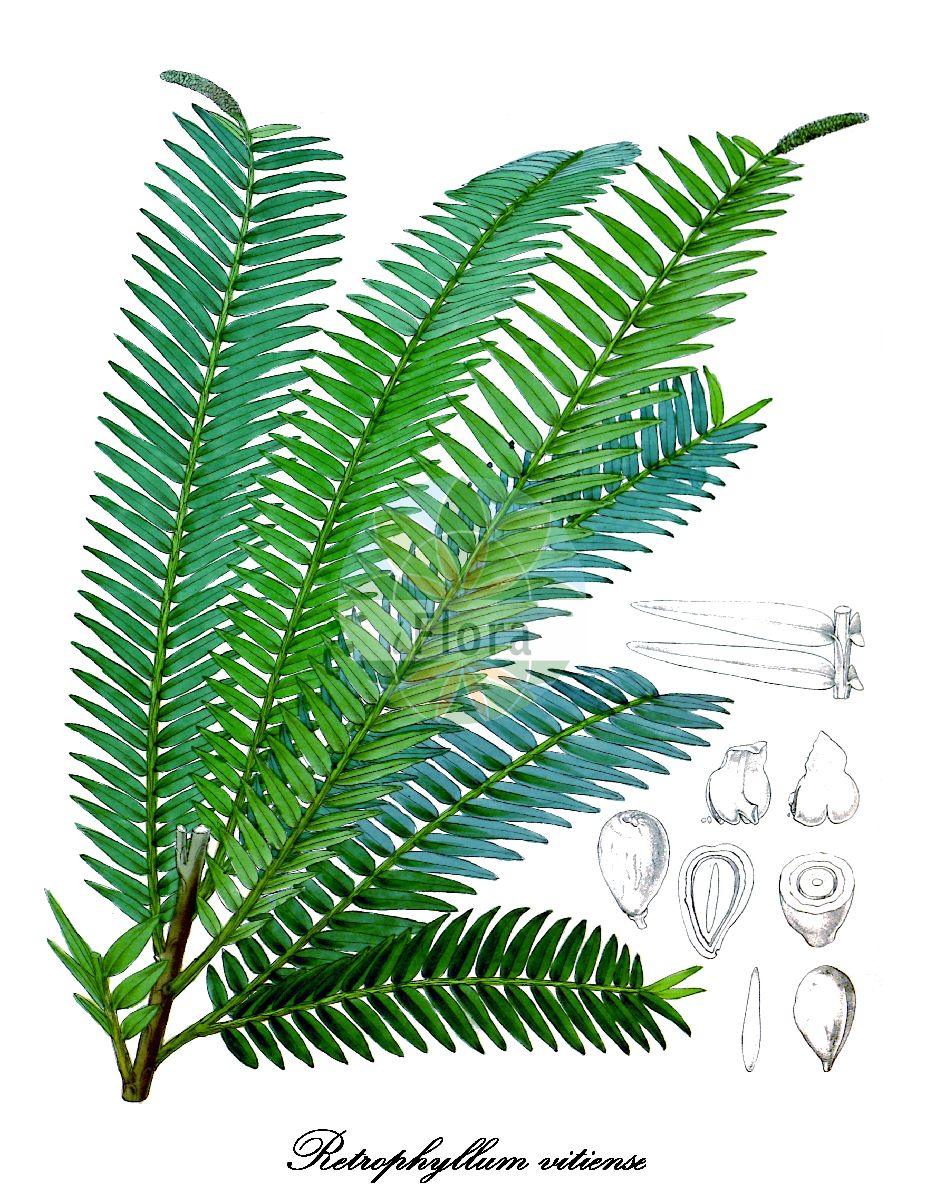 Retrophyllum vitiense - Podocarpaceae,Plantae,Pteridobiotina,Pinophyta,Pinopsida,Cupressidae,Araucariales,Podocarpaceae,Retrophyllum,Retrophyllum vitiense,Decussocarpus vitiensis, Nageia vitiensis, Podocarpus vitiensis