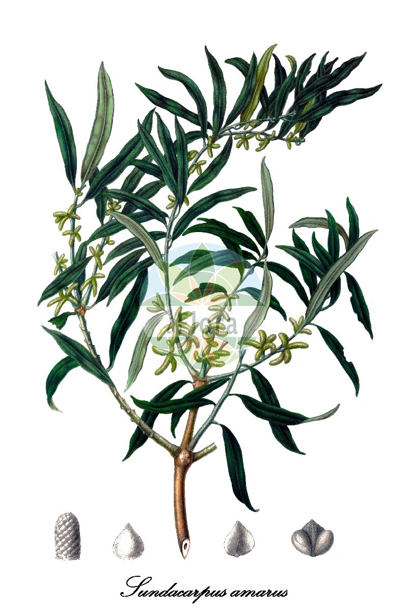 Sundacarpus amarus - Podocarpaceae,Plantae,Pteridobiotina,Pinophyta,Pinopsida,Cupressidae,Araucariales,Podocarpaceae,Sundacarpus,Sundacarpus amarus,Nageia amara, Nageia eurhyncha, Podocarpus amara, Podocarpus dulcamara, Podocarpus eurhyncha, Podocarpus eurhynchus, Podocarpus pedunculatus, Prumnopitys amara, Stachycarpus amarus