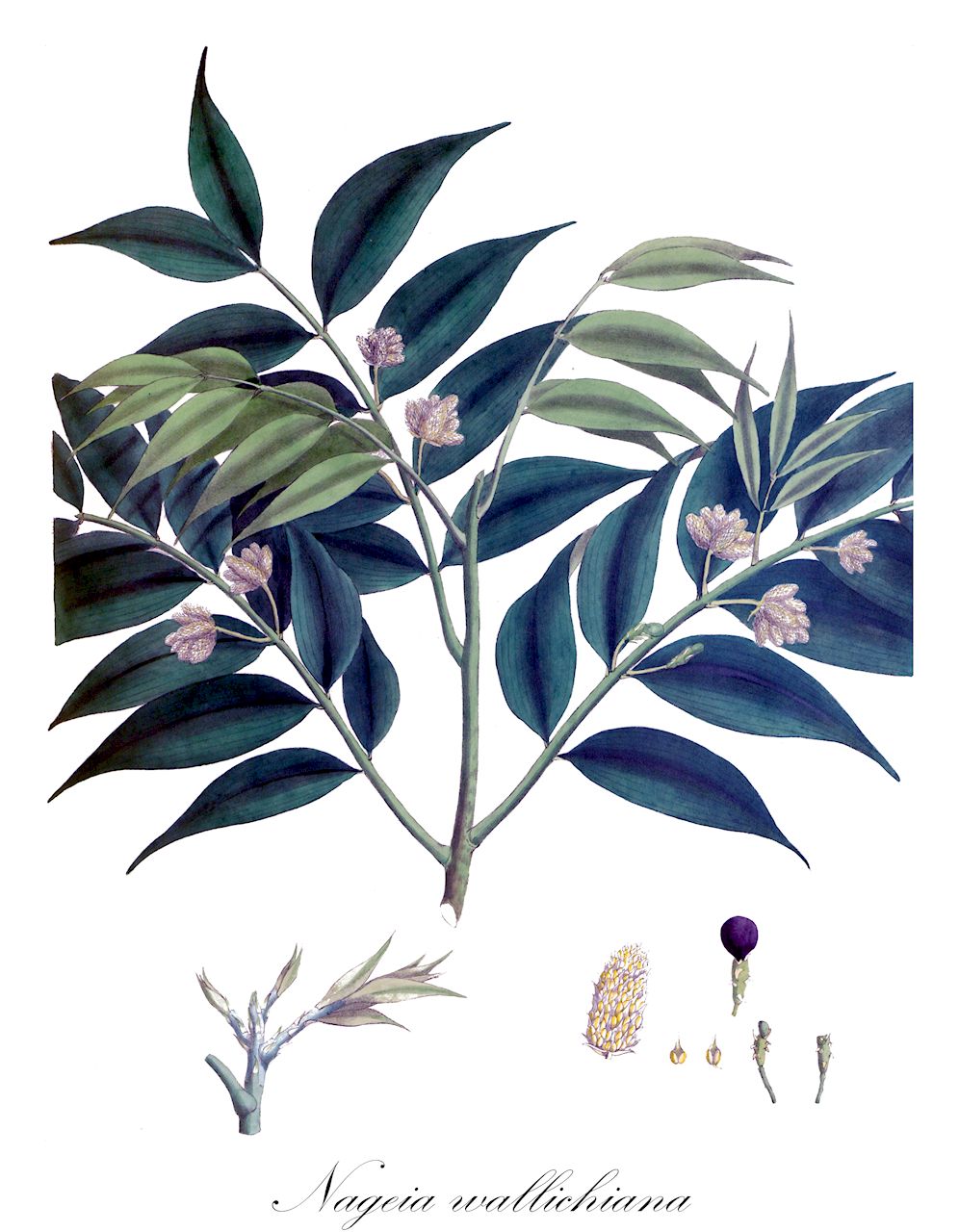 Nageia wallichiana - Podocarpaceae,Plantae,Pteridobiotina,Pinophyta,Pinopsida,Cupressidae,Araucariales,Podocarpaceae,Nageia,Nageia wallichiana,Decussocarpus wallichianus, Nageia blumei, Nageia latifolia, Podocarpus agathifolius, Podocarpus blumei, Podocarpus latifolius, Podocarpus latifolius, Podocarpus wallichianus