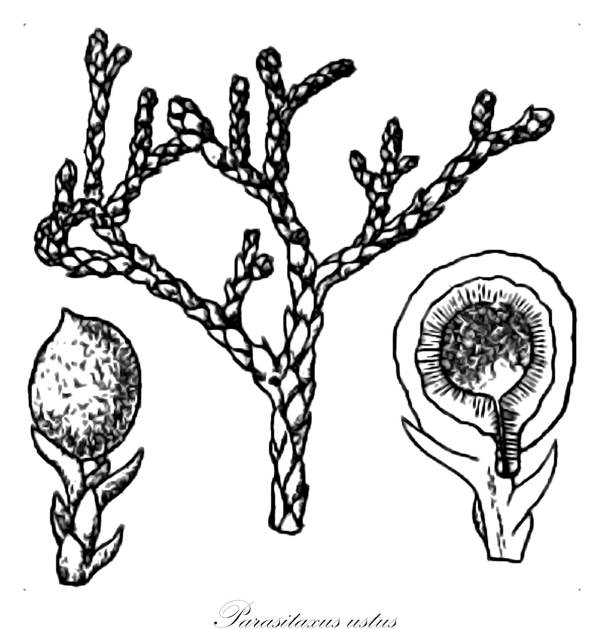 Parasitaxus ustus - Podocarpaceae,Plantae,Pteridobiotina,Pinophyta,Pinopsida,Cupressidae,Araucariales,Podocarpaceae,Parasitaxus,Parasitaxus ustus,Dacrydium ustum, Nageia usta, Podocarpus ustus