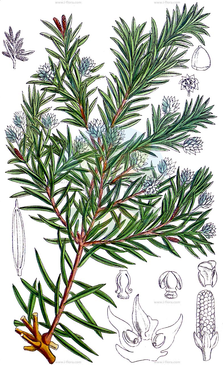 Saxegothaea conspicua - Podocarpaceae,Plantae,Pteridobiotina,Pinophyta,Pinopsida,Cupressidae,Araucariales,Podocarpaceae,Saxegothaea,Saxegothaea conspicua,Squamataxus albertiana,Patagonische Eibe