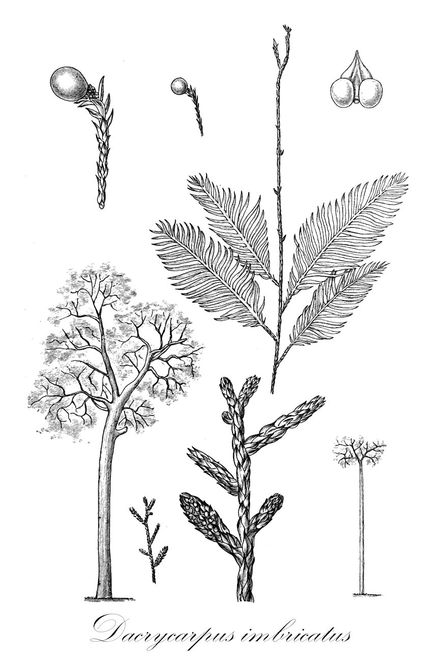 Podocarpaceae