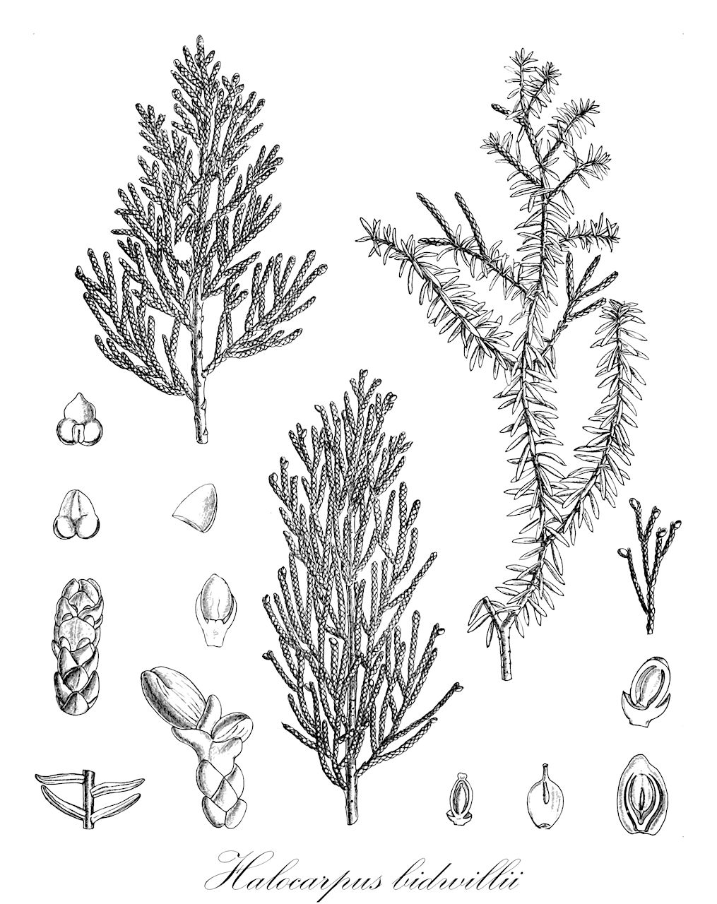 Podocarpaceae