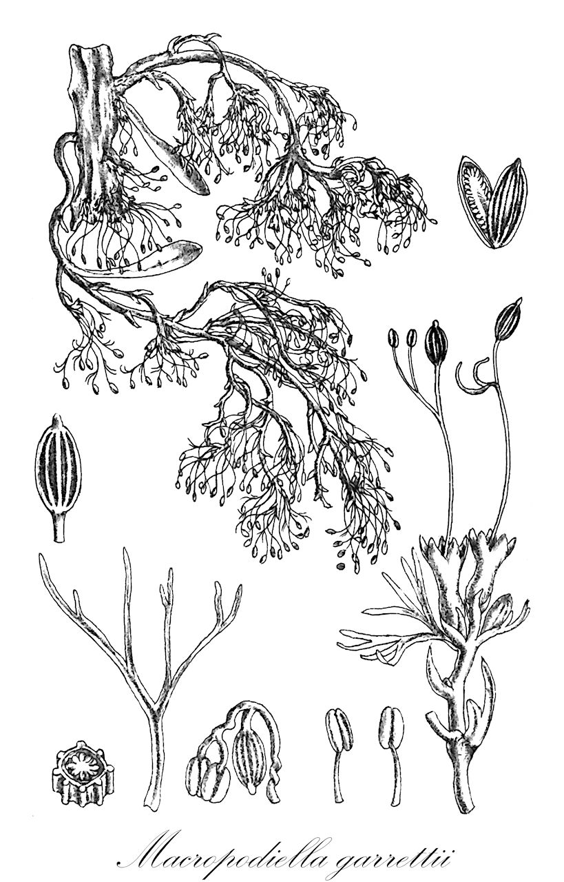 Macropodiella garrettii - Podostemaceae,Plantae,Pteridobiotina,Angiosperms,Malpighiales,Podostemaceae,Macropodiella,Macropodiella garrettii,Dicraeia garrettii, Inversodicraea garrettii