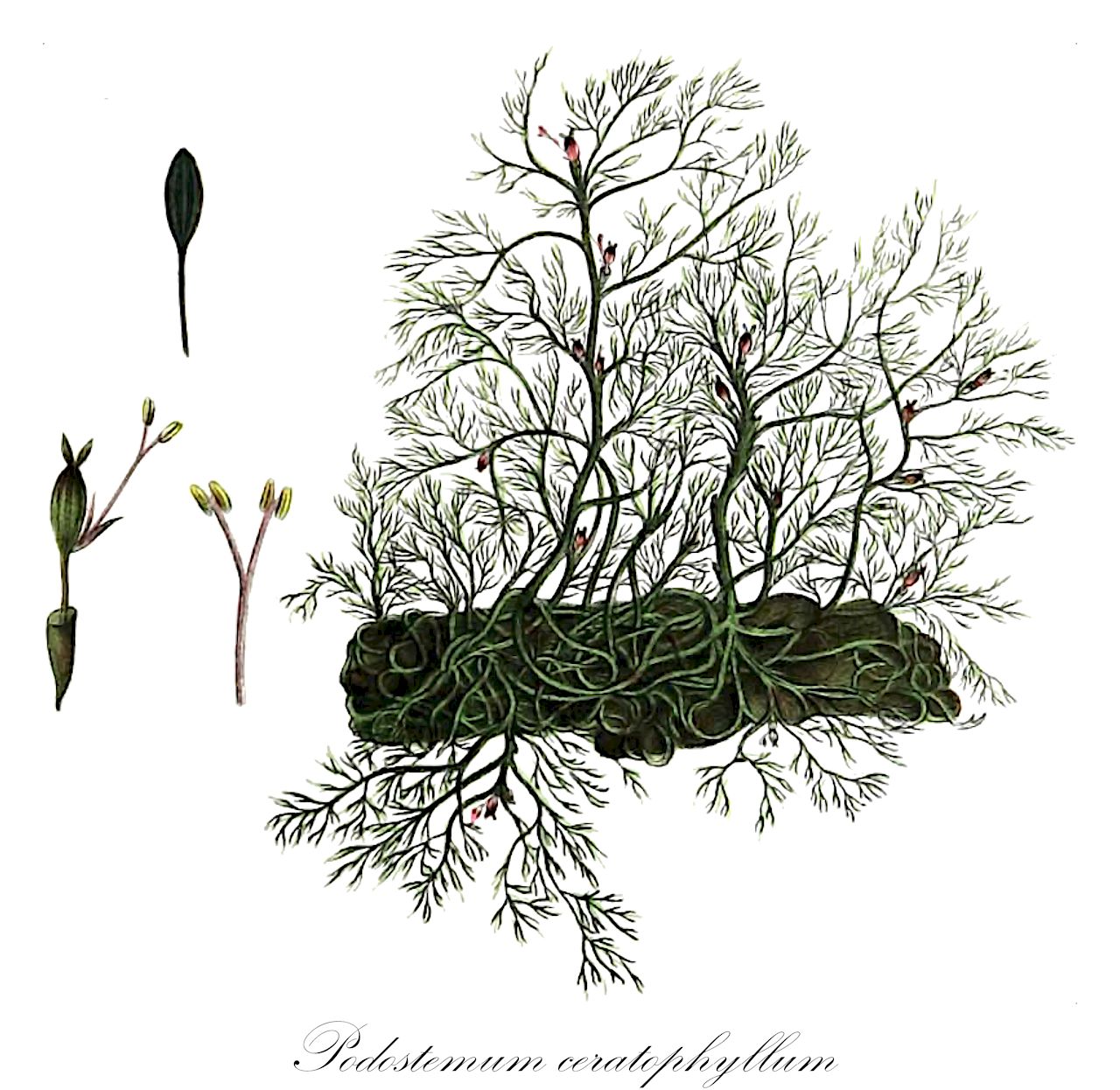Podostemum ceratophyllum - Podostemaceae,Lacis ceratophylla, Podostemum abrotanoides, Podostemum ceratophyllum f. abrotanoides, Podostemum ceratophyllum f. chondroides, Podostemum ceratophyllum var. abrotanoides, Podostemum ceratophyllum var. ceratophyllum, Podostemum ceratophyllum var. circumvallatum, Podostemum ceratophyllum var. fluitans,Plantae,Pteridobiotina,Angiosperms,Malpighiales,Podostemaceae,Podostemum,Podostemum ceratophyllum,podostémon à feuilles cornées