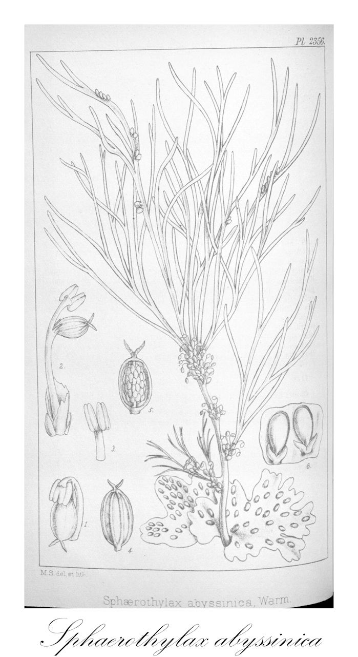Sphaerothylax abyssinica - Podostemaceae,Plantae,Pteridobiotina,Angiosperms,Malpighiales,Podostemaceae,Sphaerothylax,Sphaerothylax abyssinica,Anastrophea abyssinica, Dicraeia rubra, Dicraeia violascens, Inversodicraea monanthera, Inversodicraea rubra, Leiocarpodicraea violascens, Leiothylax violascens, Sphaerothylax sanguinea
