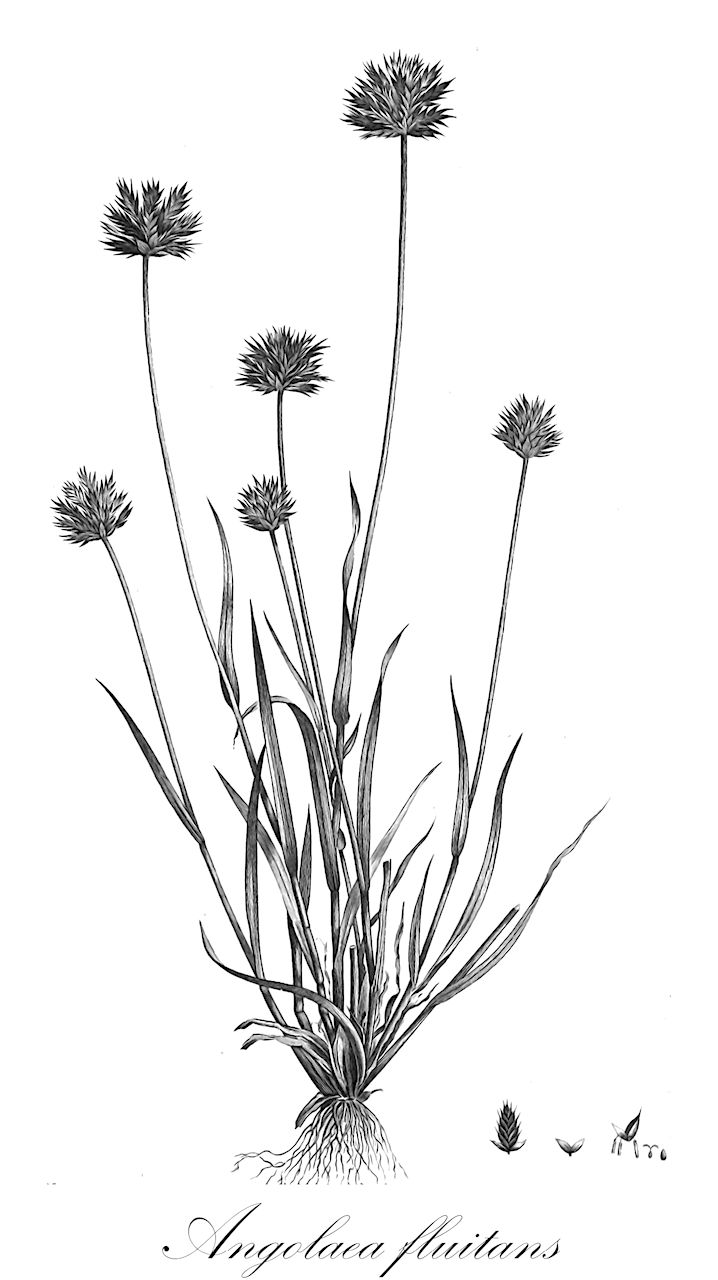 Angolaea fluitans - Podostemaceae,Plantae,Pteridobiotina,Angiosperms,Malpighiales,Podostemaceae,Angolaea,Angolaea fluitans