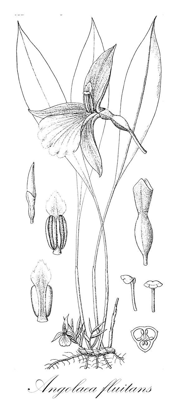 Angolaea fluitans - Podostemaceae,Plantae,Pteridobiotina,Angiosperms,Malpighiales,Podostemaceae,Angolaea,Angolaea fluitans