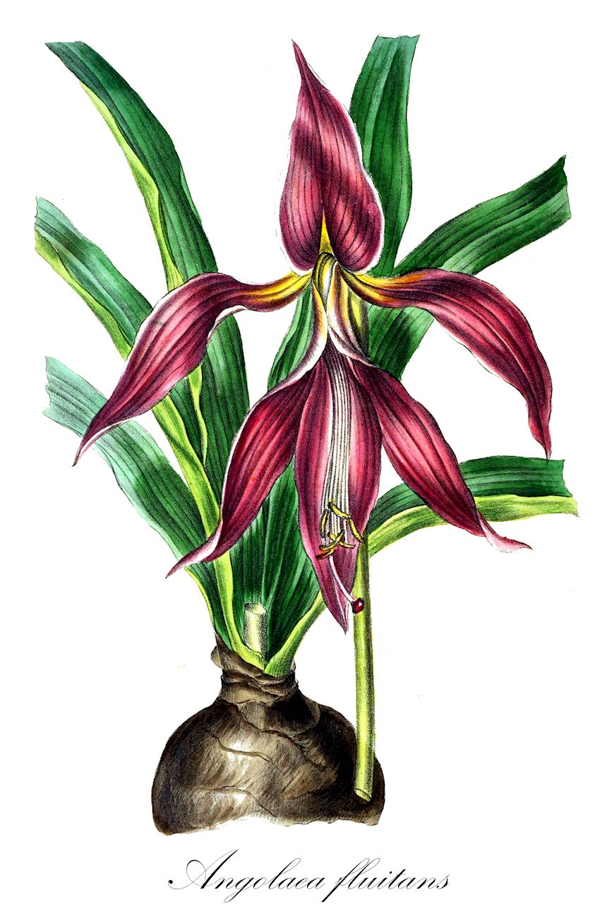 Angolaea fluitans - Podostemaceae,Plantae,Pteridobiotina,Angiosperms,Malpighiales,Podostemaceae,Angolaea,Angolaea fluitans