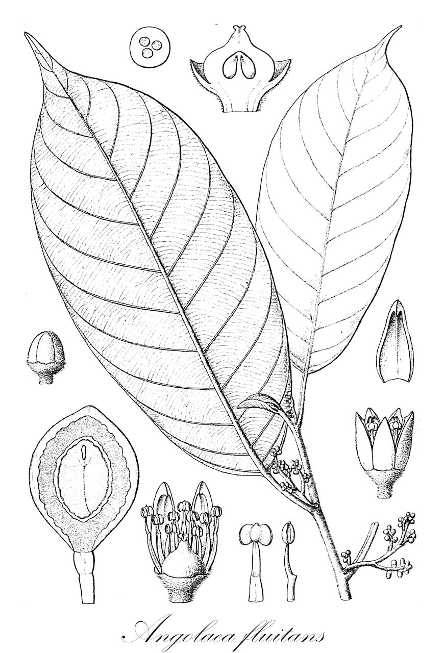 Angolaea fluitans - Podostemaceae,Plantae,Pteridobiotina,Angiosperms,Malpighiales,Podostemaceae,Angolaea,Angolaea fluitans