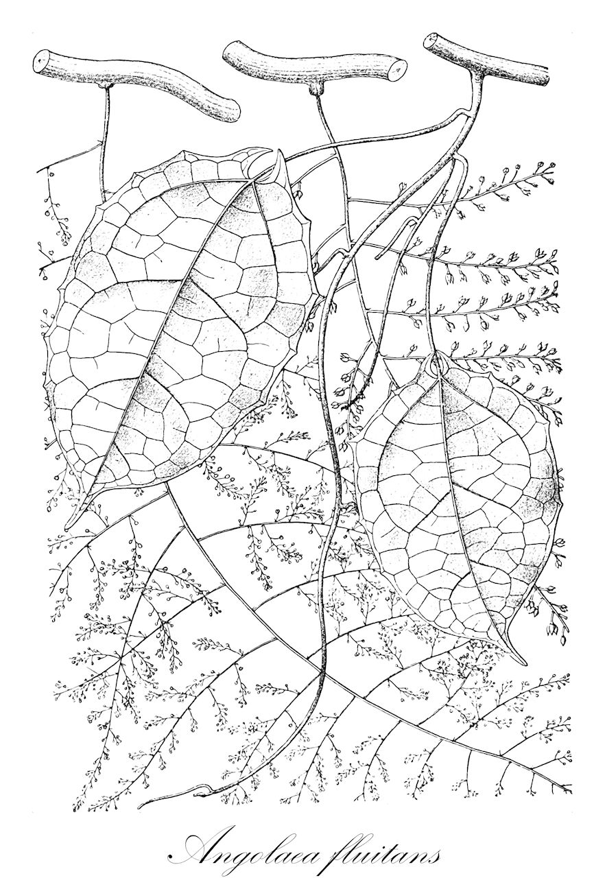 Angolaea fluitans - Podostemaceae,Plantae,Pteridobiotina,Angiosperms,Malpighiales,Podostemaceae,Angolaea,Angolaea fluitans