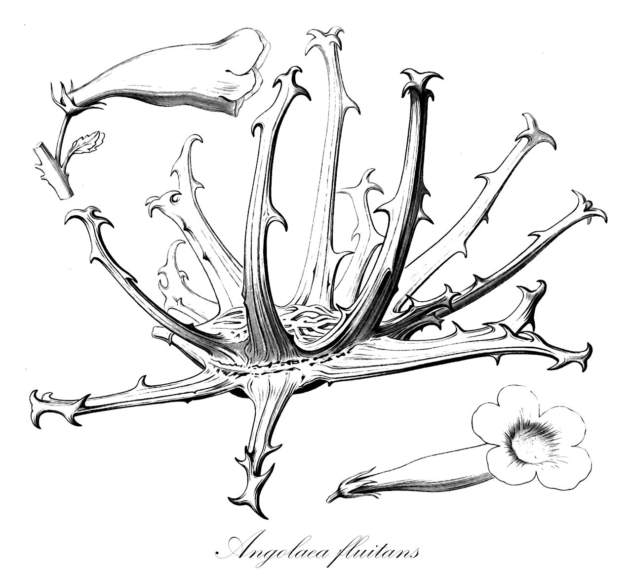 Angolaea fluitans - Podostemaceae,Plantae,Pteridobiotina,Angiosperms,Malpighiales,Podostemaceae,Angolaea,Angolaea fluitans
