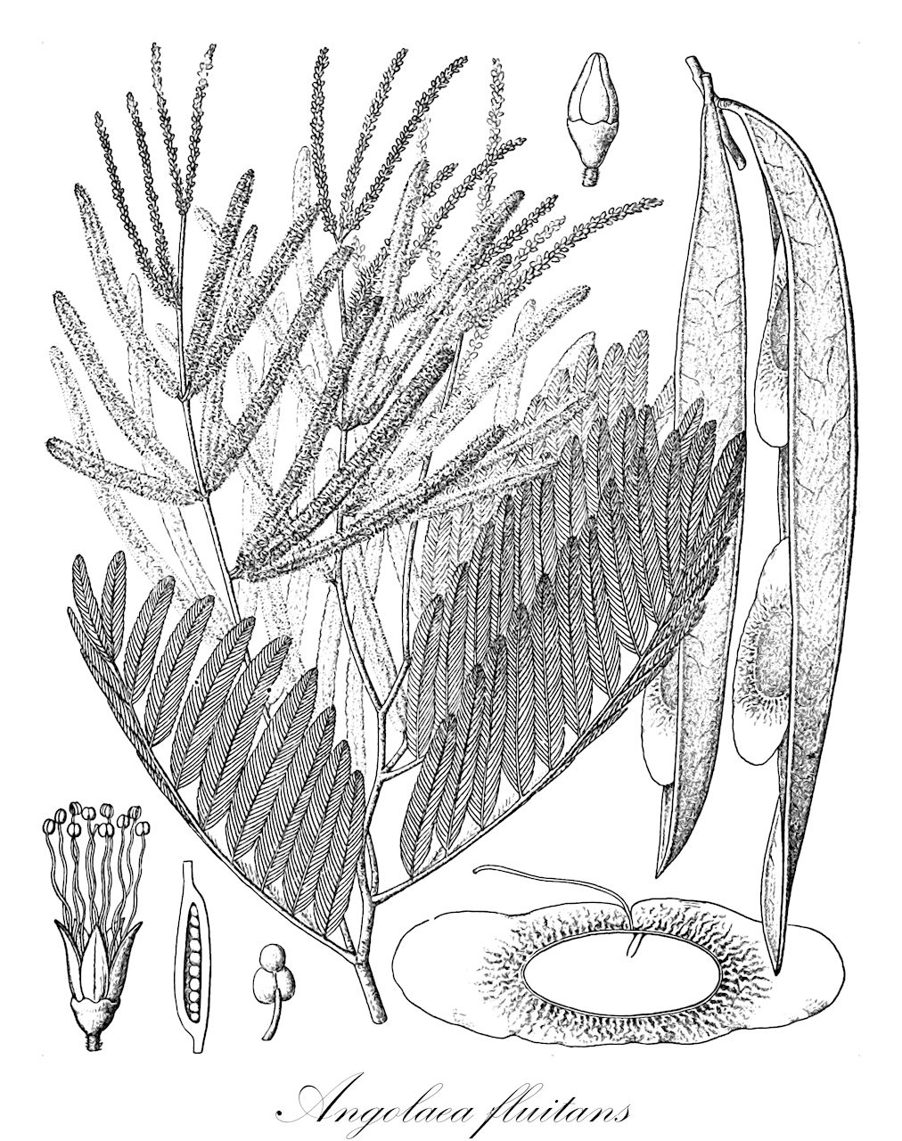 Angolaea fluitans - Podostemaceae,Plantae,Pteridobiotina,Angiosperms,Malpighiales,Podostemaceae,Angolaea,Angolaea fluitans