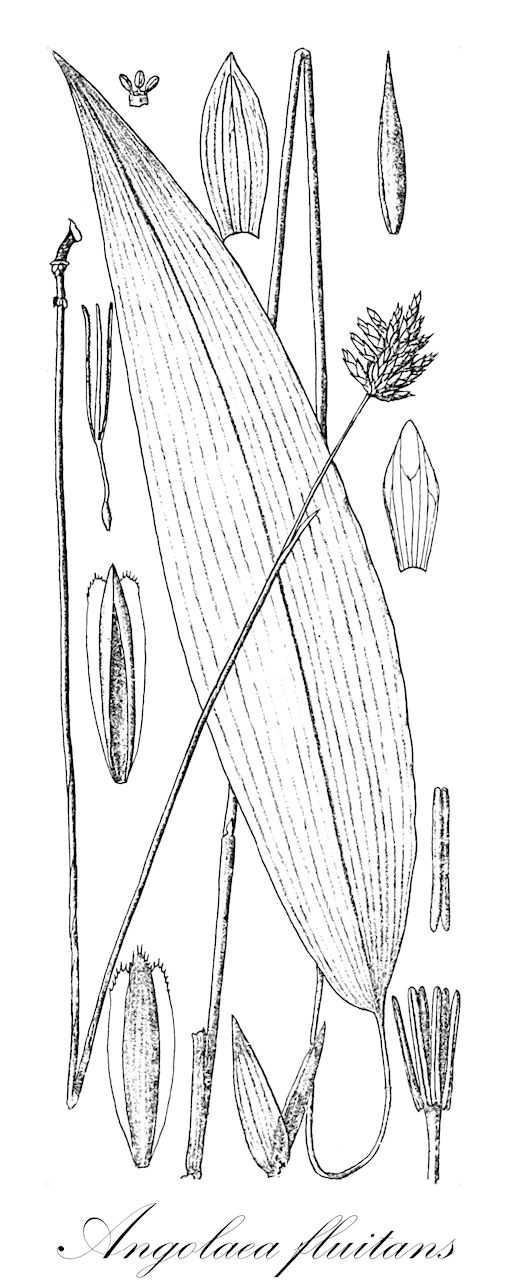 Angolaea fluitans - Podostemaceae,Plantae,Pteridobiotina,Angiosperms,Malpighiales,Podostemaceae,Angolaea,Angolaea fluitans