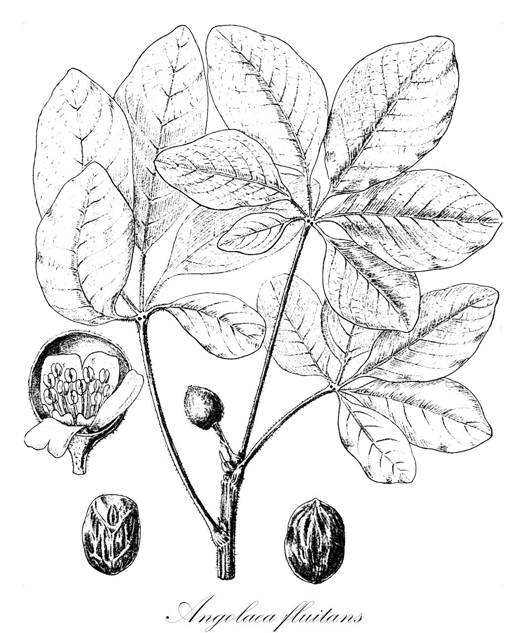 Angolaea fluitans - Podostemaceae,Plantae,Pteridobiotina,Angiosperms,Malpighiales,Podostemaceae,Angolaea,Angolaea fluitans