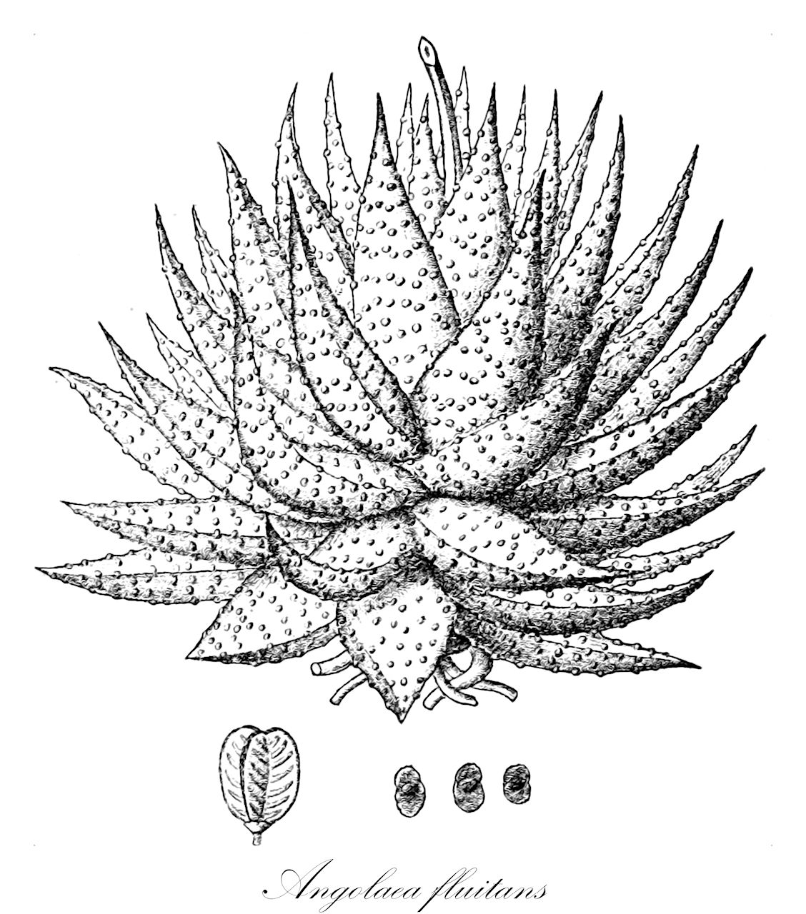 Angolaea fluitans - Podostemaceae,Plantae,Pteridobiotina,Angiosperms,Malpighiales,Podostemaceae,Angolaea,Angolaea fluitans