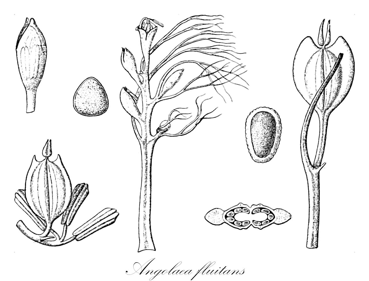 Angolaea fluitans - Podostemaceae,Plantae,Pteridobiotina,Angiosperms,Malpighiales,Podostemaceae,Angolaea,Angolaea fluitans