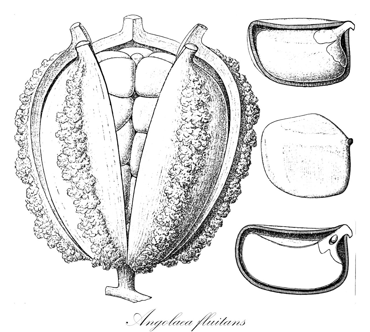 Angolaea fluitans - Podostemaceae,Plantae,Pteridobiotina,Angiosperms,Malpighiales,Podostemaceae,Angolaea,Angolaea fluitans