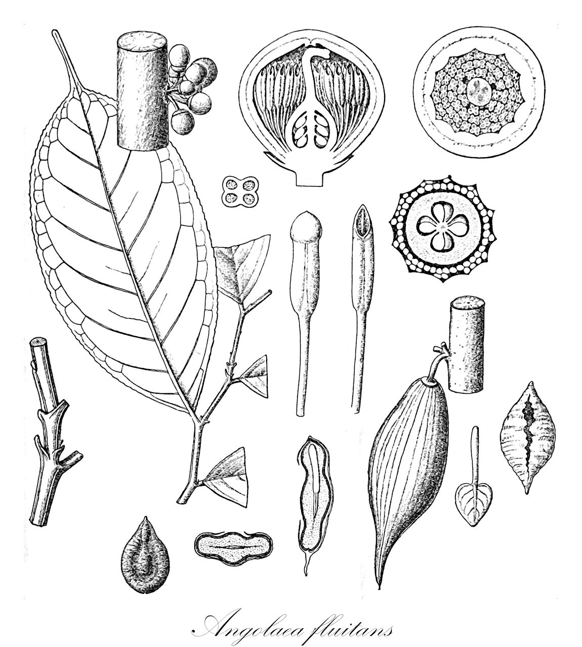 Angolaea fluitans - Podostemaceae,Plantae,Pteridobiotina,Angiosperms,Malpighiales,Podostemaceae,Angolaea,Angolaea fluitans