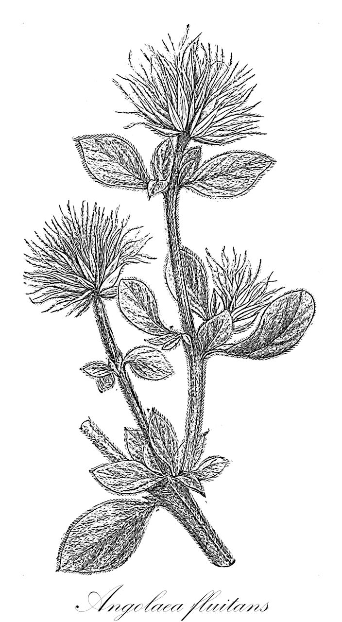 Angolaea fluitans - Podostemaceae,Plantae,Pteridobiotina,Angiosperms,Malpighiales,Podostemaceae,Angolaea,Angolaea fluitans