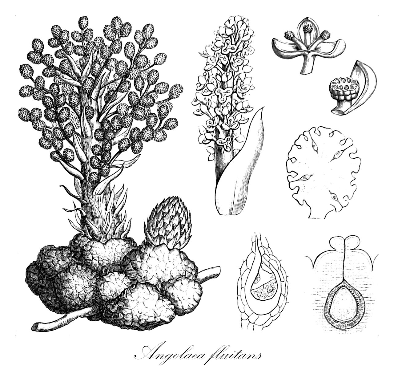 Angolaea fluitans - Podostemaceae,Plantae,Pteridobiotina,Angiosperms,Malpighiales,Podostemaceae,Angolaea,Angolaea fluitans