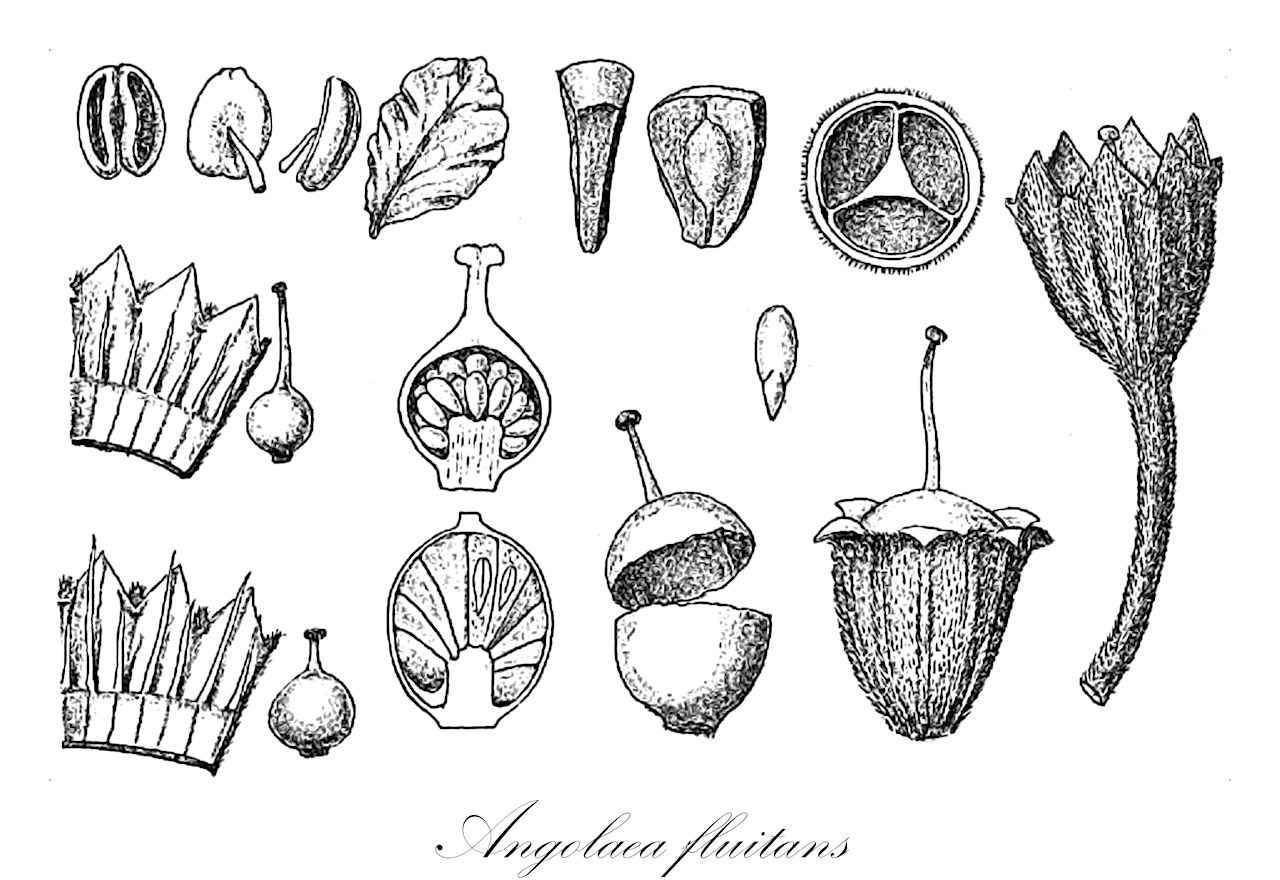 Angolaea fluitans - Podostemaceae,Plantae,Pteridobiotina,Angiosperms,Malpighiales,Podostemaceae,Angolaea,Angolaea fluitans