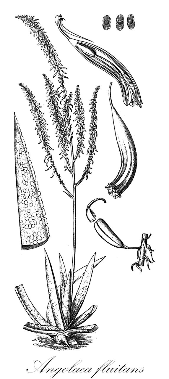 Angolaea fluitans - Podostemaceae,Plantae,Pteridobiotina,Angiosperms,Malpighiales,Podostemaceae,Angolaea,Angolaea fluitans