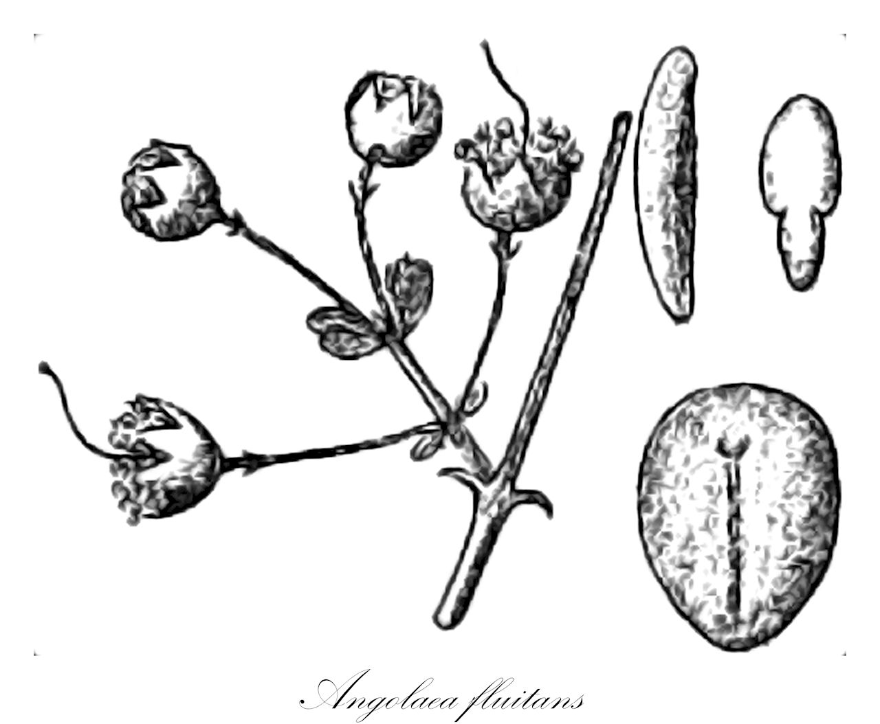 Angolaea fluitans - Podostemaceae,Plantae,Pteridobiotina,Angiosperms,Malpighiales,Podostemaceae,Angolaea,Angolaea fluitans