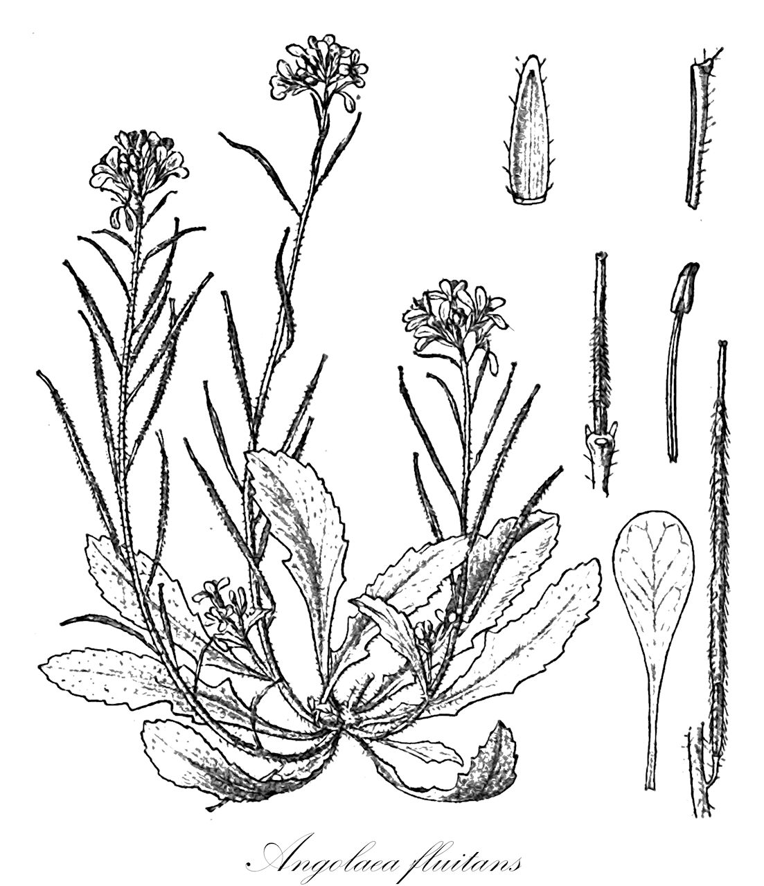 Angolaea fluitans - Podostemaceae,Plantae,Pteridobiotina,Angiosperms,Malpighiales,Podostemaceae,Angolaea,Angolaea fluitans
