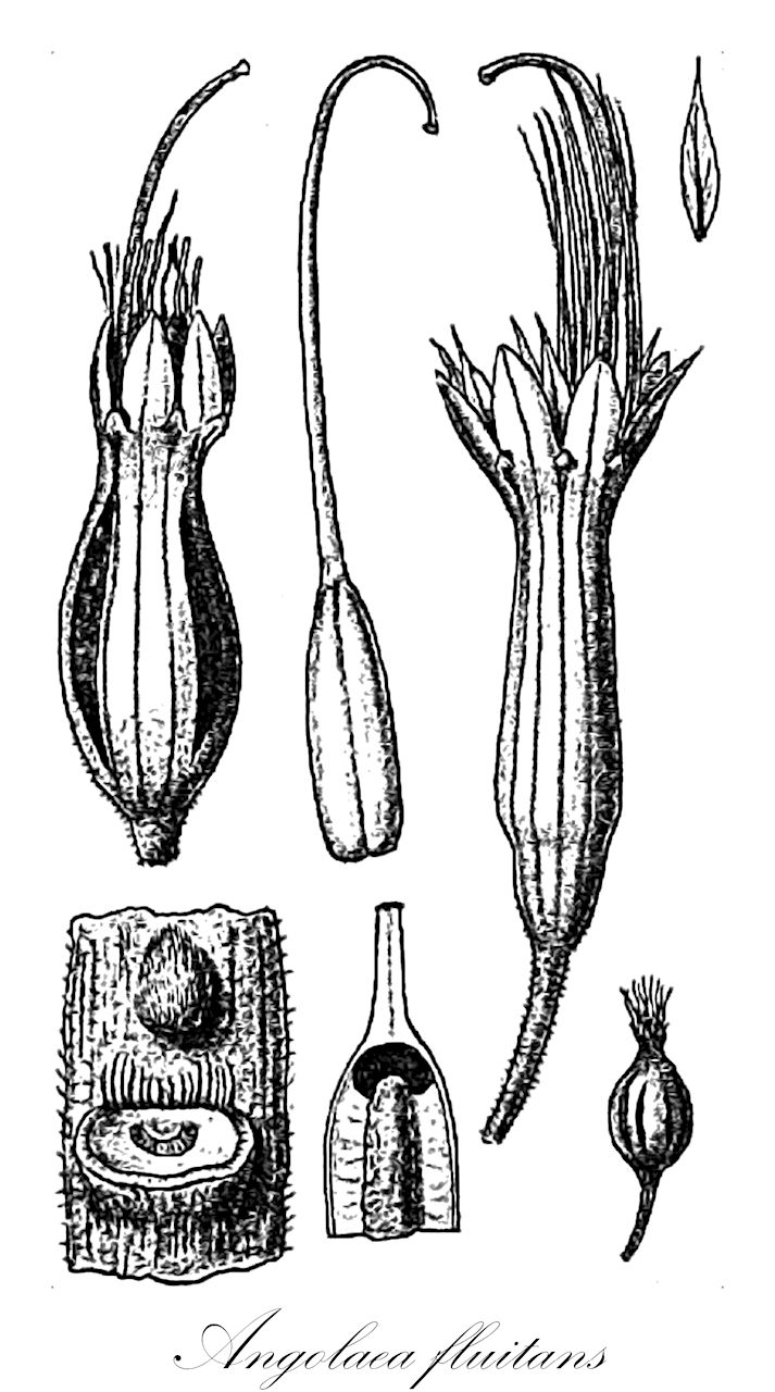 Angolaea fluitans - Podostemaceae,Plantae,Pteridobiotina,Angiosperms,Malpighiales,Podostemaceae,Angolaea,Angolaea fluitans
