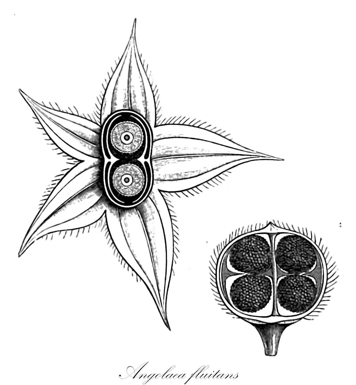 Angolaea fluitans - Podostemaceae,Plantae,Pteridobiotina,Angiosperms,Malpighiales,Podostemaceae,Angolaea,Angolaea fluitans