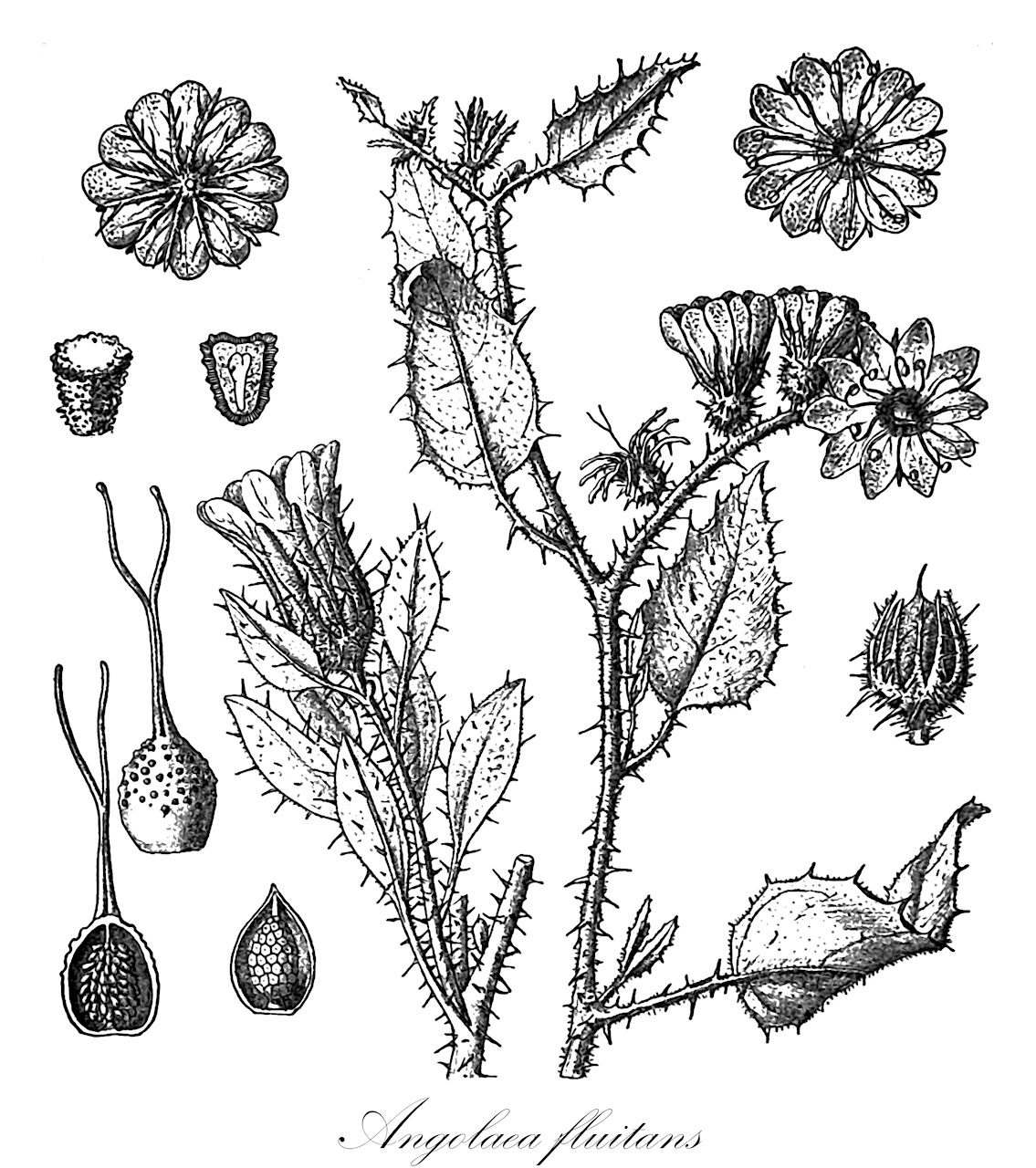 Angolaea fluitans - Podostemaceae,Plantae,Pteridobiotina,Angiosperms,Malpighiales,Podostemaceae,Angolaea,Angolaea fluitans