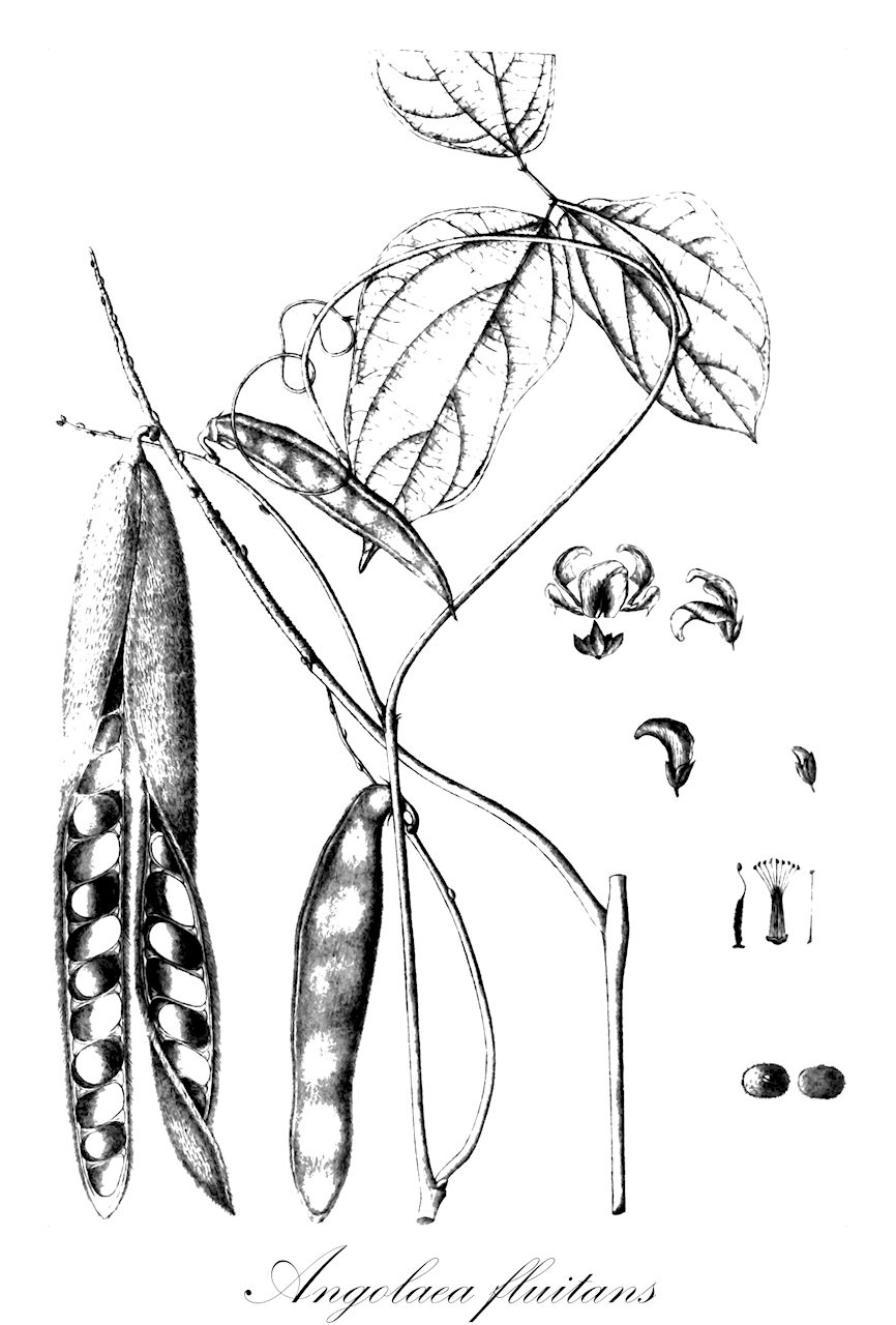 Angolaea fluitans - Podostemaceae,Plantae,Pteridobiotina,Angiosperms,Malpighiales,Podostemaceae,Angolaea,Angolaea fluitans