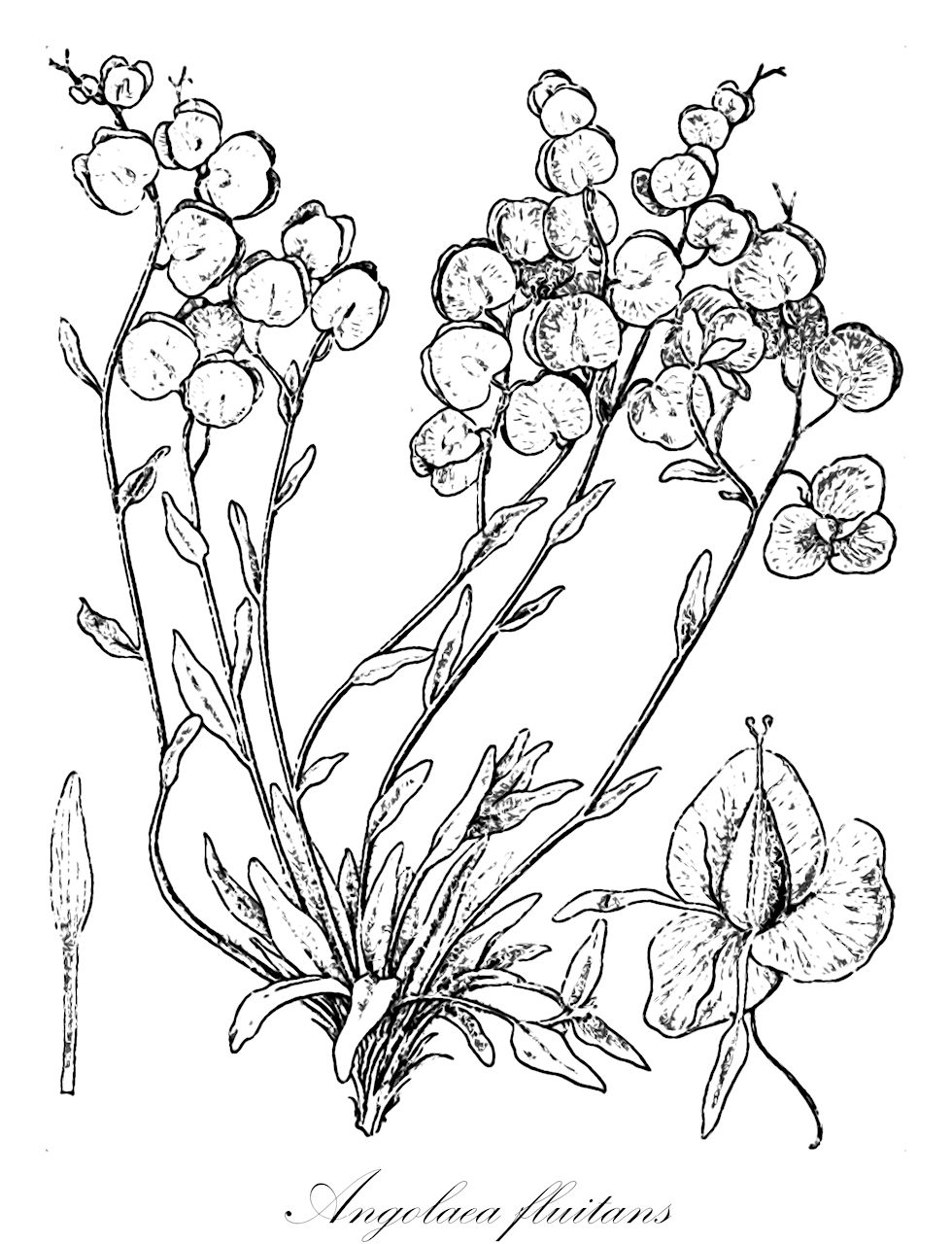 Angolaea fluitans - Podostemaceae,Plantae,Pteridobiotina,Angiosperms,Malpighiales,Podostemaceae,Angolaea,Angolaea fluitans
