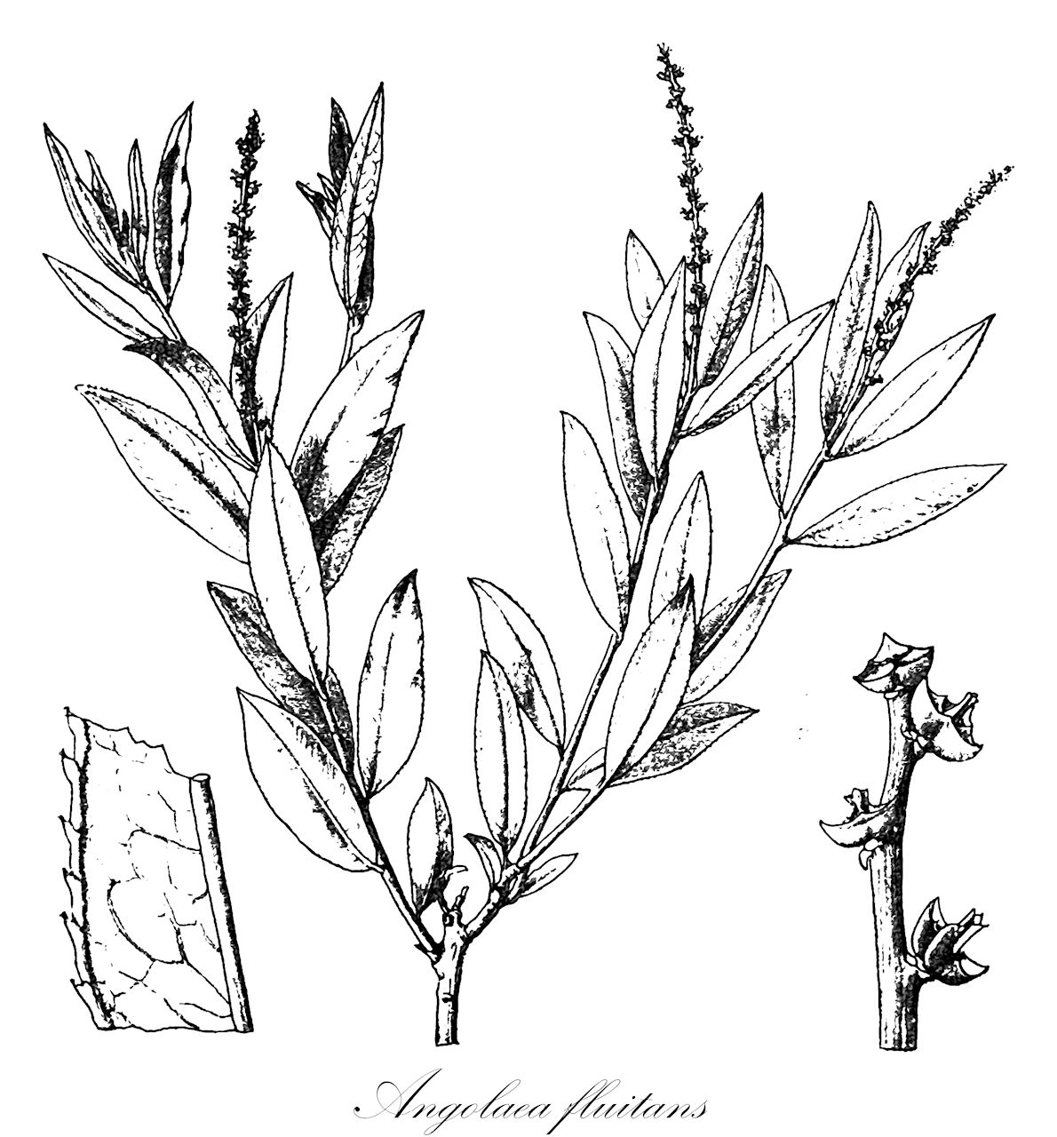 Angolaea fluitans - Podostemaceae,Plantae,Pteridobiotina,Angiosperms,Malpighiales,Podostemaceae,Angolaea,Angolaea fluitans