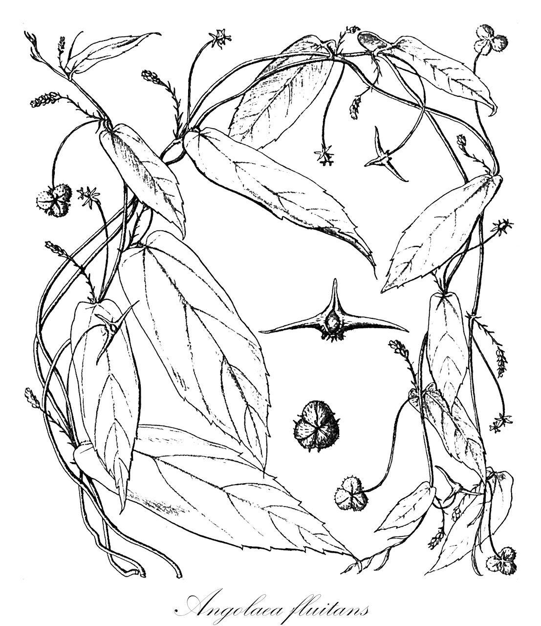 Angolaea fluitans - Podostemaceae,Plantae,Pteridobiotina,Angiosperms,Malpighiales,Podostemaceae,Angolaea,Angolaea fluitans