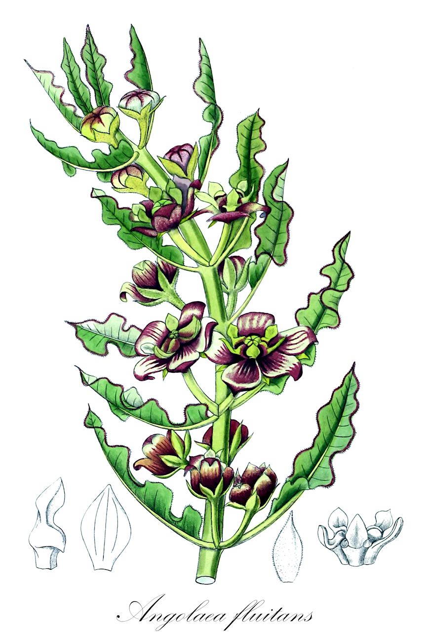 Angolaea fluitans - Podostemaceae,Plantae,Pteridobiotina,Angiosperms,Malpighiales,Podostemaceae,Angolaea,Angolaea fluitans