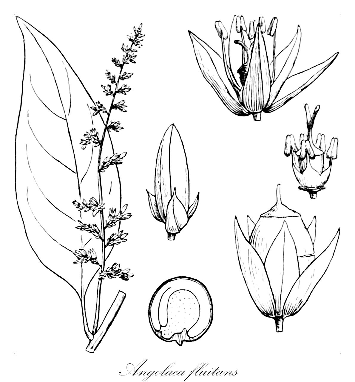 Angolaea fluitans - Podostemaceae,Plantae,Pteridobiotina,Angiosperms,Malpighiales,Podostemaceae,Angolaea,Angolaea fluitans