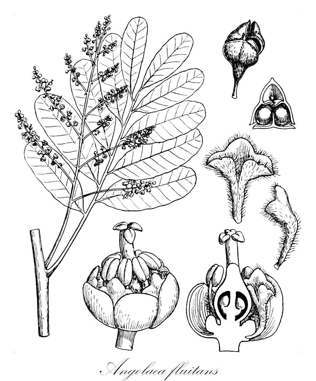 Angolaea fluitans - Podostemaceae,Plantae,Pteridobiotina,Angiosperms,Malpighiales,Podostemaceae,Angolaea,Angolaea fluitans