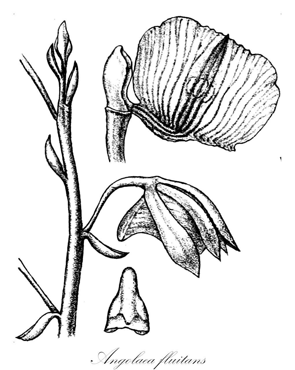 Angolaea fluitans - Podostemaceae,Plantae,Pteridobiotina,Angiosperms,Malpighiales,Podostemaceae,Angolaea,Angolaea fluitans