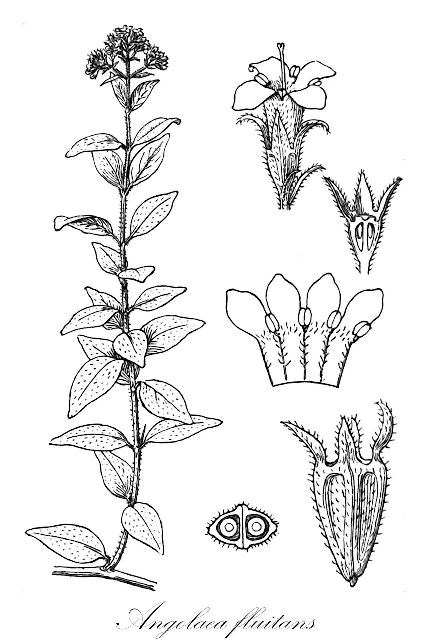 Angolaea fluitans - Podostemaceae,Plantae,Pteridobiotina,Angiosperms,Malpighiales,Podostemaceae,Angolaea,Angolaea fluitans