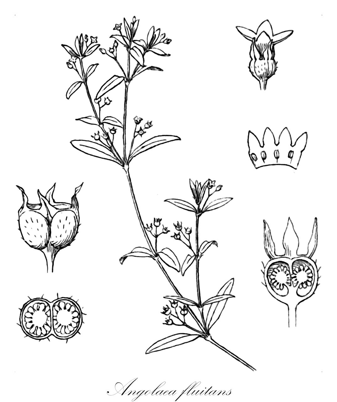 Angolaea fluitans - Podostemaceae,Plantae,Pteridobiotina,Angiosperms,Malpighiales,Podostemaceae,Angolaea,Angolaea fluitans