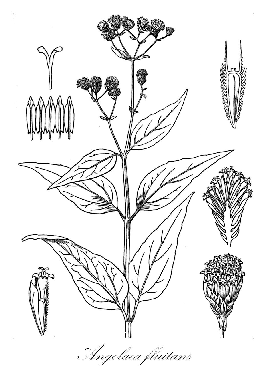 Angolaea fluitans - Podostemaceae,Plantae,Pteridobiotina,Angiosperms,Malpighiales,Podostemaceae,Angolaea,Angolaea fluitans