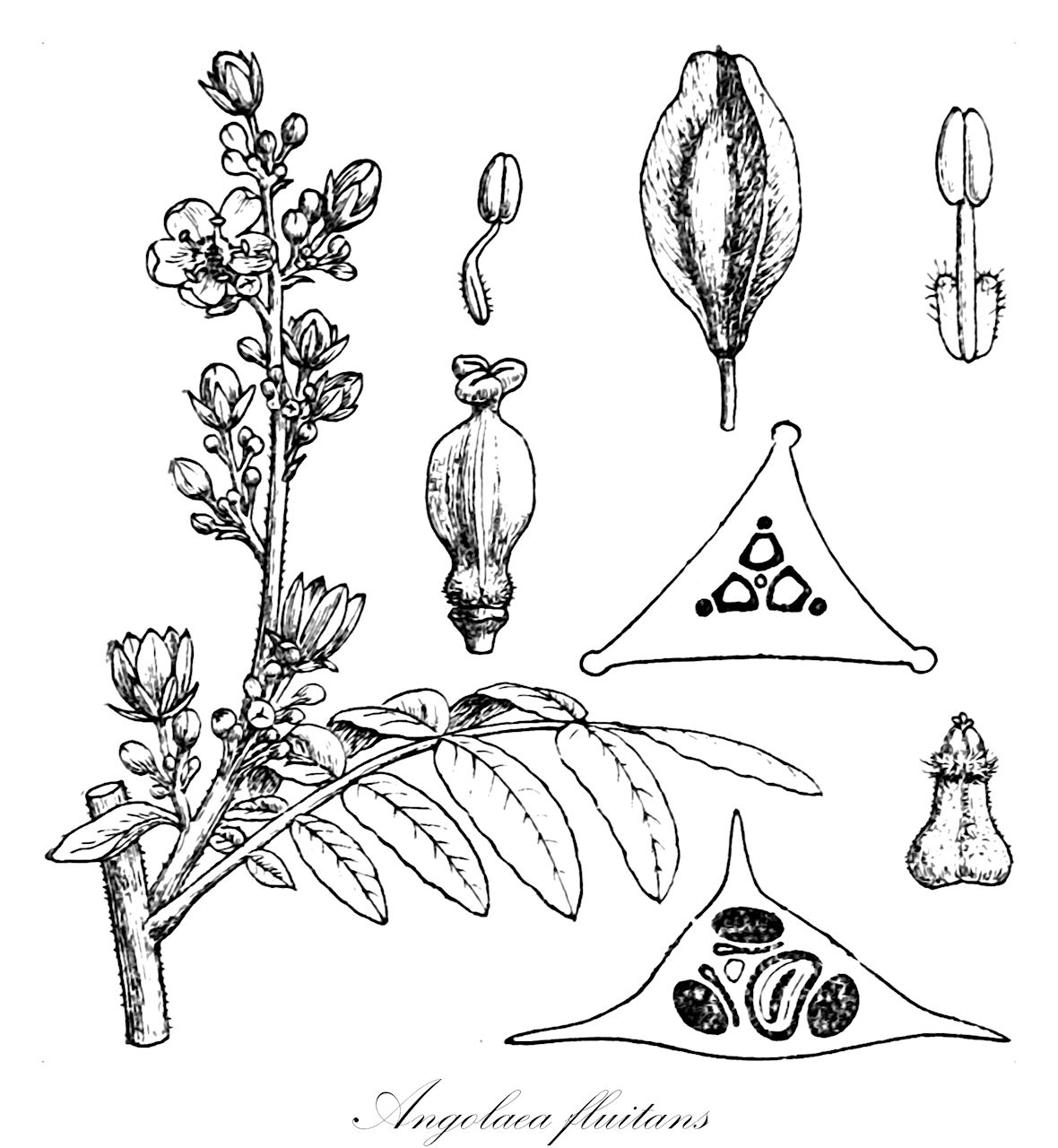 Angolaea fluitans - Podostemaceae,Plantae,Pteridobiotina,Angiosperms,Malpighiales,Podostemaceae,Angolaea,Angolaea fluitans