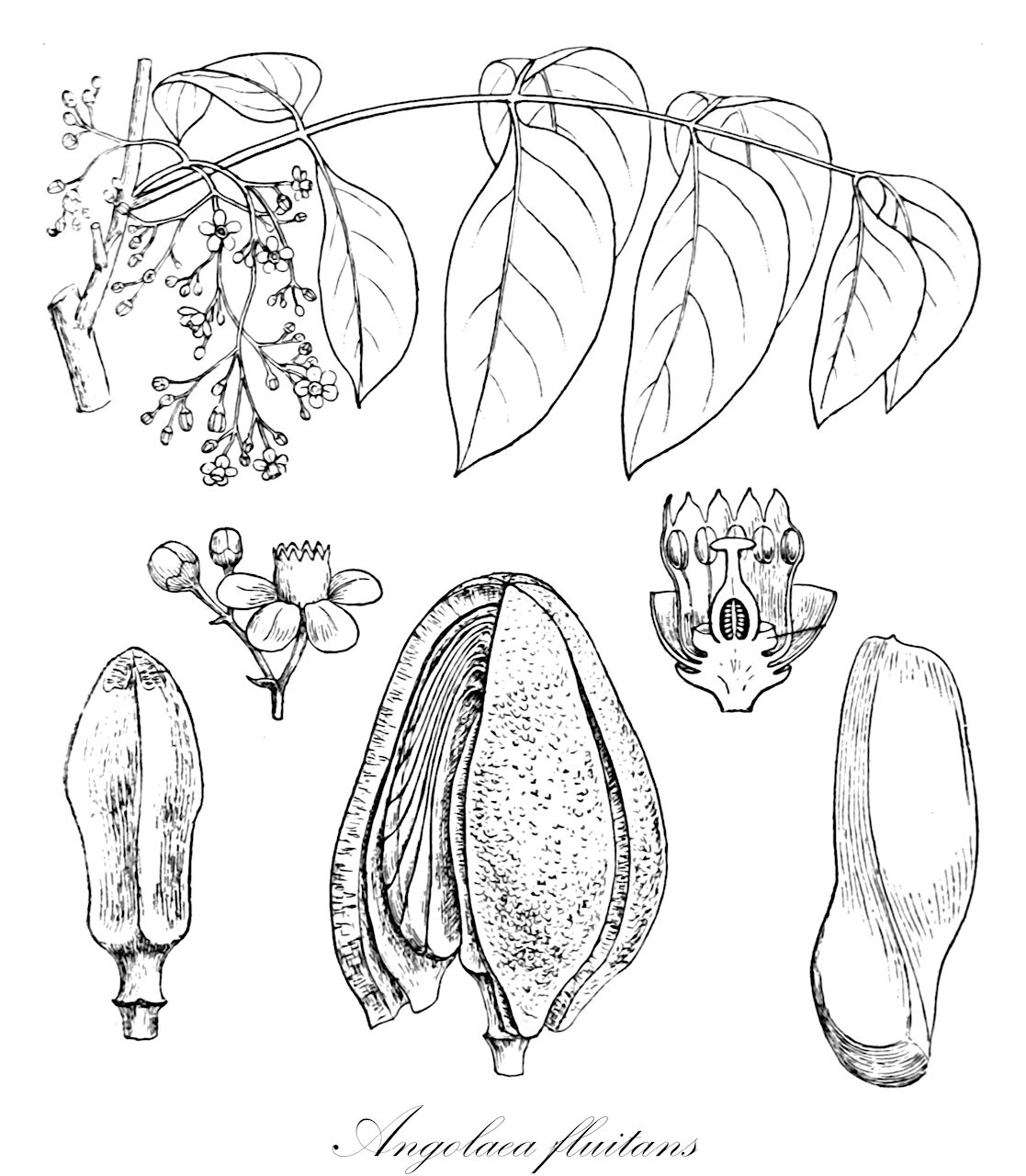 Angolaea fluitans - Podostemaceae,Plantae,Pteridobiotina,Angiosperms,Malpighiales,Podostemaceae,Angolaea,Angolaea fluitans