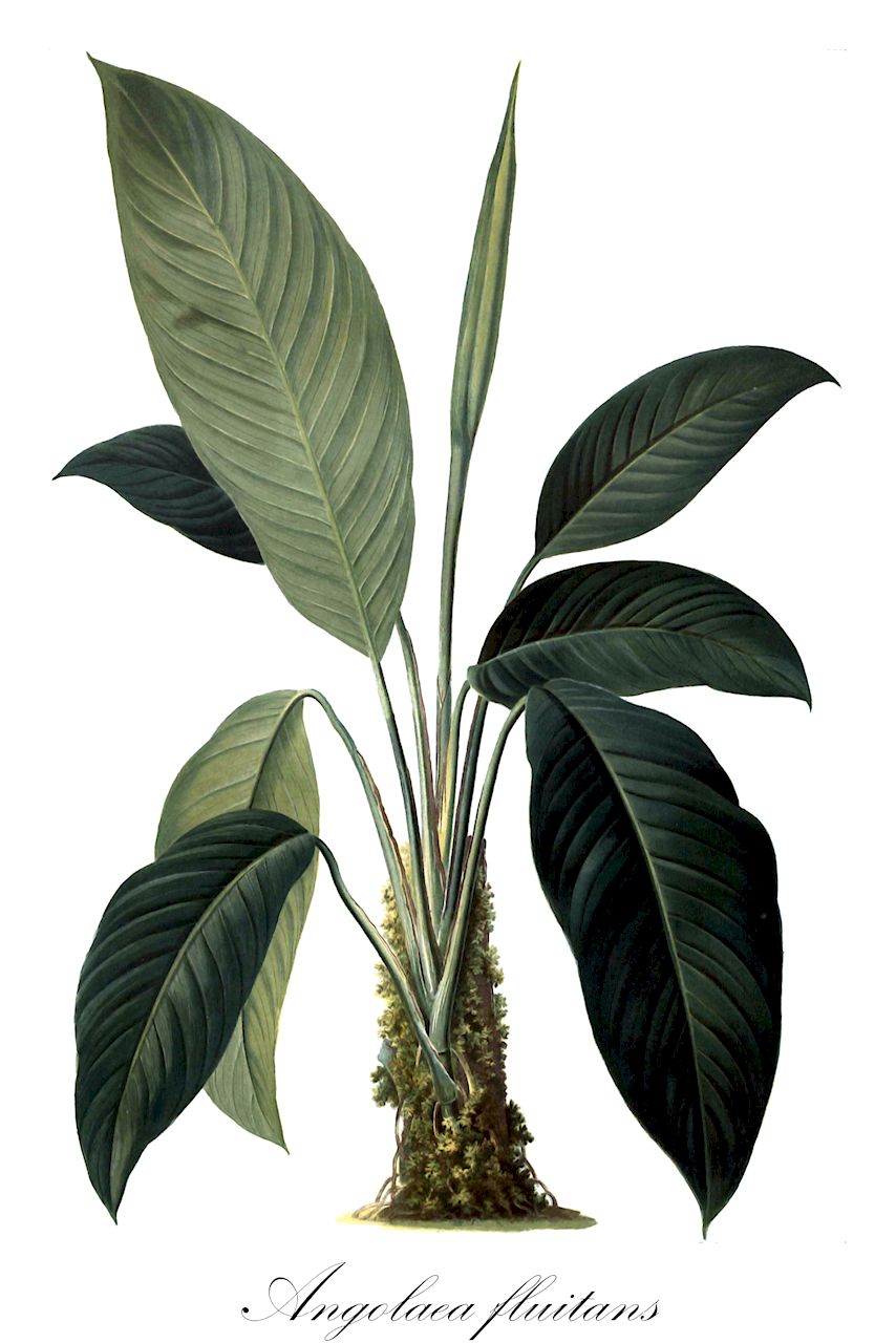 Angolaea fluitans - Podostemaceae,Plantae,Pteridobiotina,Angiosperms,Malpighiales,Podostemaceae,Angolaea,Angolaea fluitans