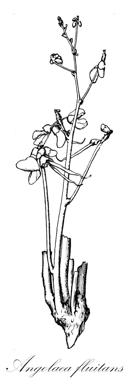 Angolaea fluitans - Podostemaceae,Plantae,Pteridobiotina,Angiosperms,Malpighiales,Podostemaceae,Angolaea,Angolaea fluitans