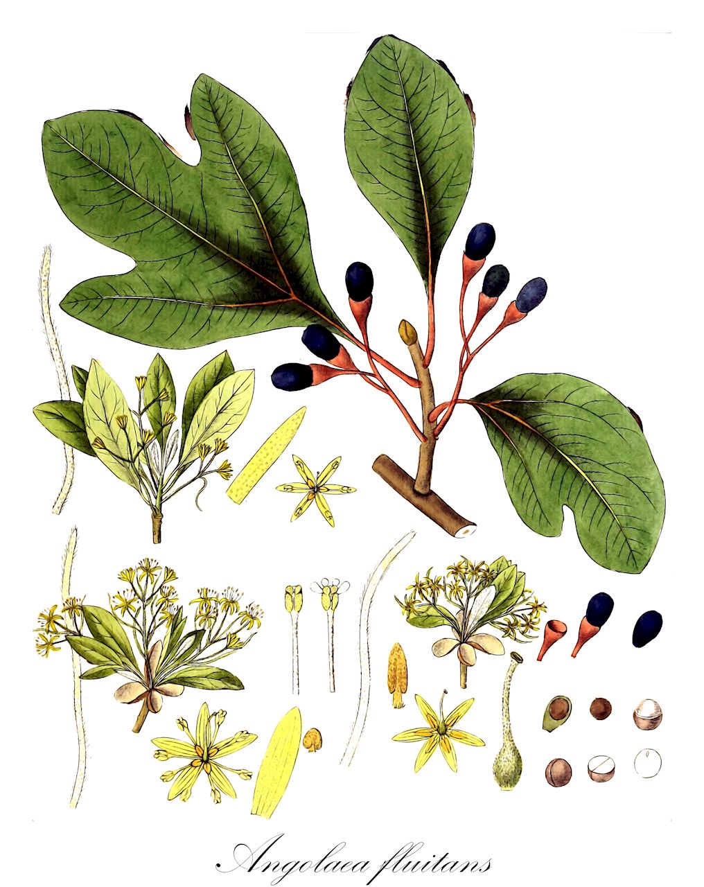 Angolaea fluitans - Podostemaceae,Plantae,Pteridobiotina,Angiosperms,Malpighiales,Podostemaceae,Angolaea,Angolaea fluitans