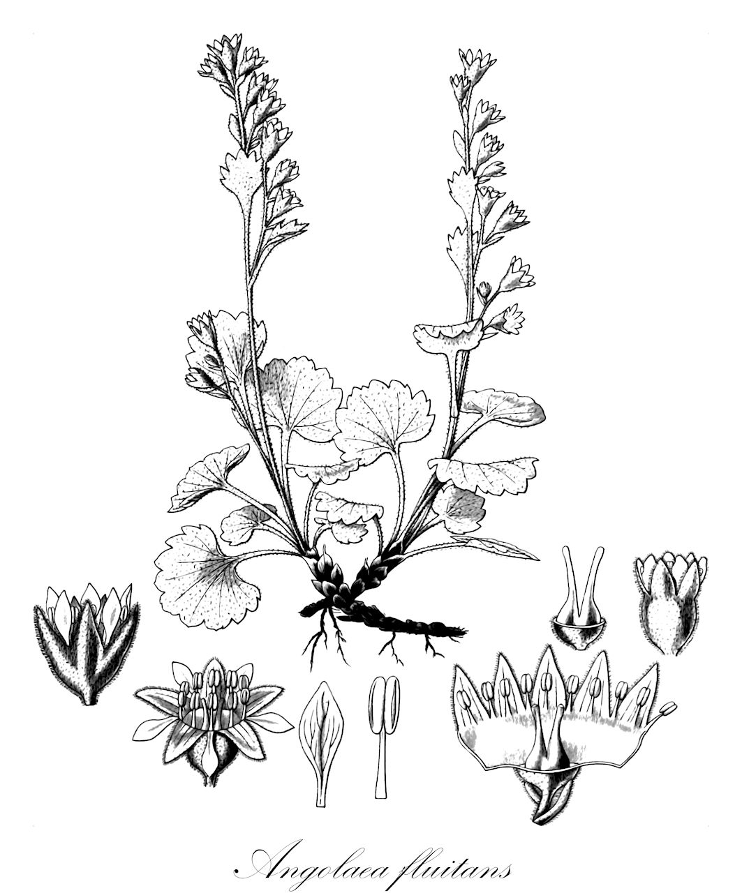 Angolaea fluitans - Podostemaceae,Plantae,Pteridobiotina,Angiosperms,Malpighiales,Podostemaceae,Angolaea,Angolaea fluitans
